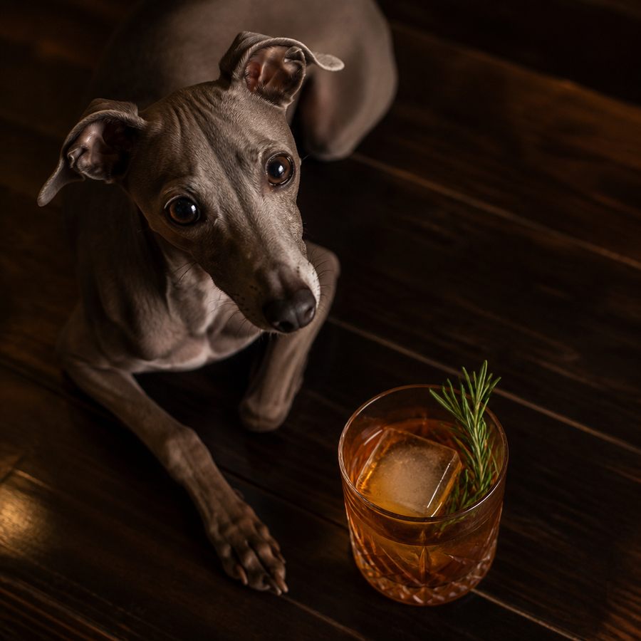 Italian Greyhound สูตรค็อกเทล
